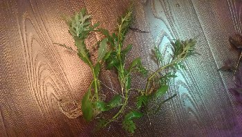 это тоже отдам