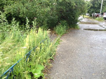 Травка-муравка