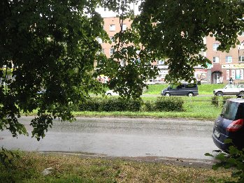 Ветви липы возле автострады