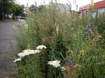 Роскошный травостой