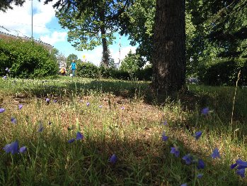 Самый центр Петрозаводска- колокольчики на газоне.