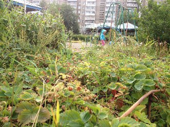 у каждой группы есть свой огородик - вот тут растёт земляничка)