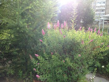 Каждый участок огорожен от другого такой живой изгородью