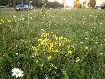 Травостой и многолетние цветы между автобаном и пешеходной дорогой в Птз.