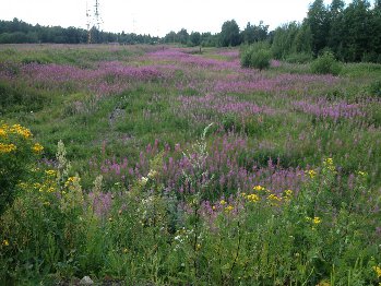 цветущий луг в Птз.