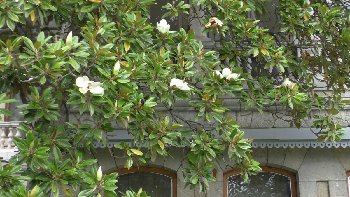 Цветущая магнолия