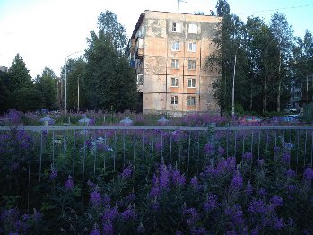 Роскошные заросли Иван-чая во дворе