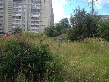 Очень красивые пустыри - в городе их не окашивают, все цветёт- кругом птицы, пчелы, бабочки!