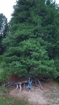 Сибирский кедр, как символ желания жить
