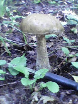 Старый совсем, не взяли