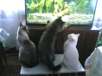 март 2005, аквариум только появился, киски резвятся и радуются