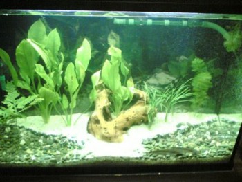 самое начало аквариума нашего, первые дни, можно сказать, без котиков уже:)