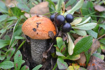 IMG_20160821_200339_4.jpg