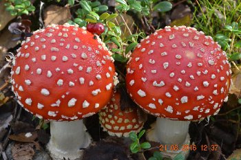 IMG_20160821_200334_3.jpg