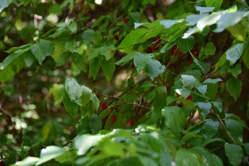 DSC_0873.JPG