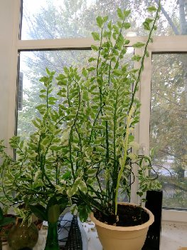 Так он выглядит на работе