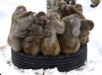 1263974613_monkey-cold-03.jpg