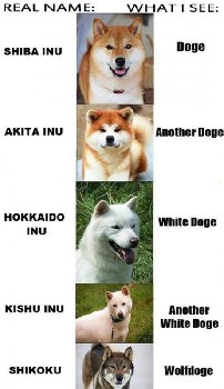 японские собаки признанные национальным достоянием
