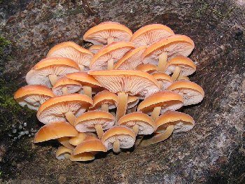 Flammulina_velutipes_02.jpg