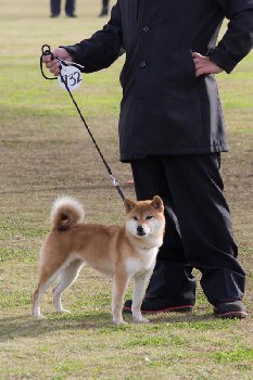 НИППО 2016 сукка БОб_n.jpg