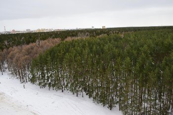 Вид из окошка спальни.