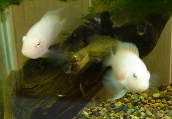 фото родителей