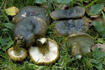 Lactarius-necator-05.jpg