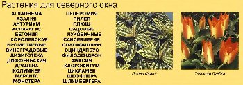 северное окно.JPG