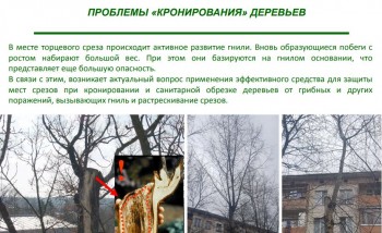 кронирование.JPG