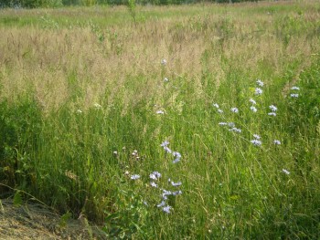 Ничейному полю повезло