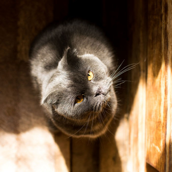 Найден шотландский вислоухий серый кот город Подольск, район Кутузово, улица Сосновая<br />+79296194303