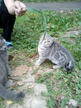 Котята1.jpg