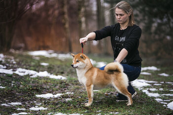 ПАПА ТЭИ АЙКЕН САГАРИМЕ  ПИКАИТИ-НО