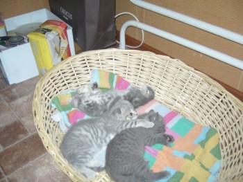 Тоже дети Старухи от 5 брака.JPG