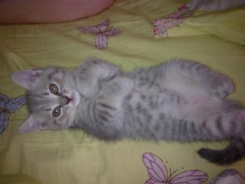 ещё котёнок