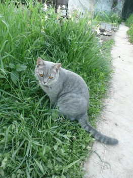 уже охотник за мышами