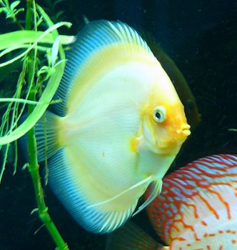 белый бриллиант