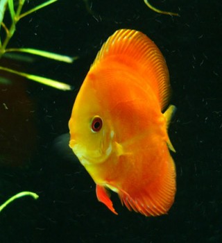 апельсинка (покупался как мальборо)