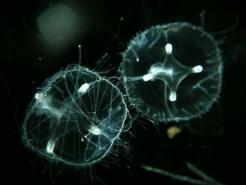 пресноводная медуза