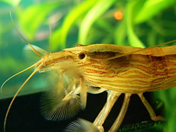 Фильтратор