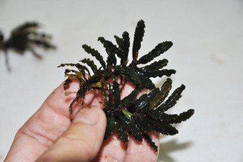 Bucephalandra sp. "Melawi".jpg