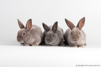 Айс и братья.jpg