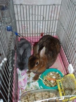 Кролики в клетке.jpg