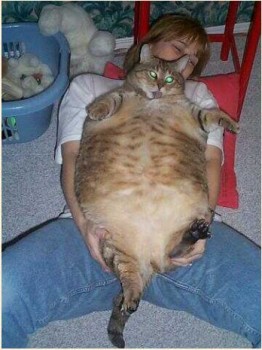 supercat.jpg