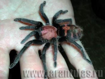 Cyclosternum_fasciatum_1_foto.jpg