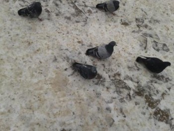 2012-02-21 13.16.25.jpg