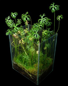 Ranunculus papulentu2s.jpg