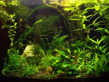 за последний месяц отдала много травы и выдернула несколько кустов.