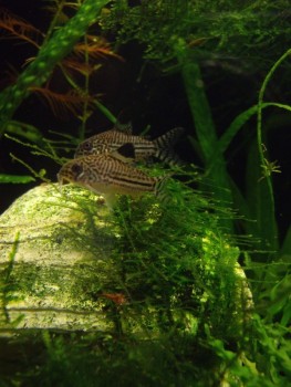 этот мох сам прирос ,смотрится очень даже