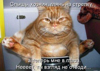 круто котэ.jpg